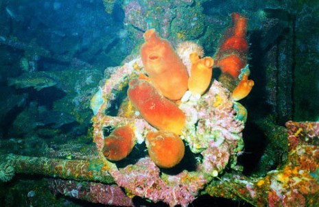 Японское море, дайвинг на Японском море, дайв-тур на Японское море, дайв-тур, дайвинг, дайв-центр Бухта Витязь,