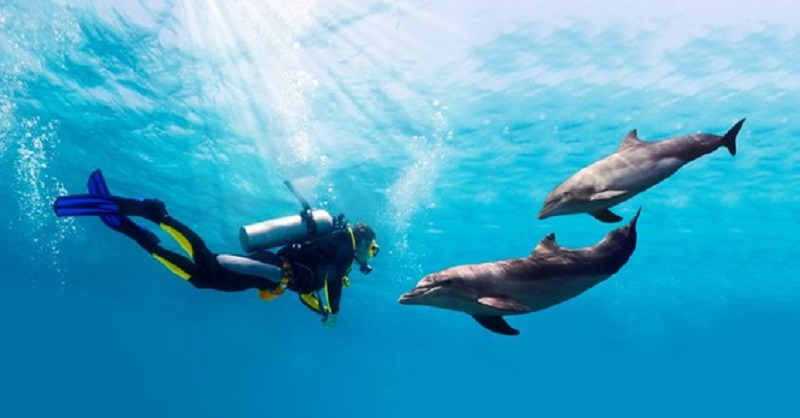 Морський дайвінг із дельфінами