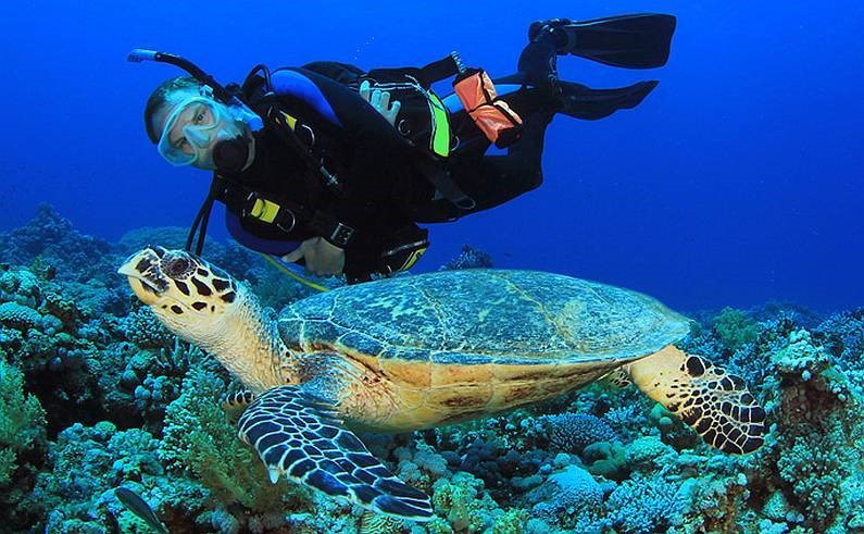 Підводне полювання на морських черепах: етика та особливості