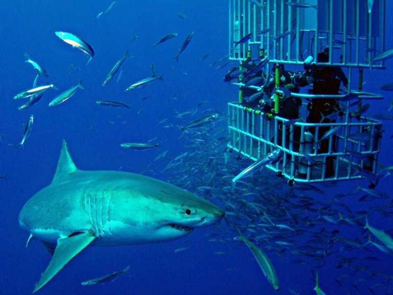 Дайвинг с акулами: советы по безопасности
