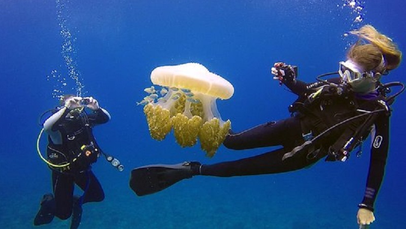 Основы подводной фотографии: советы для новичков