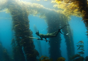 Гидрокостюм для подводной охоты
