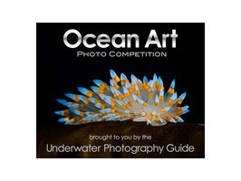 Конкурс подводной фотографии Ocean Art Photo Competition 2011.