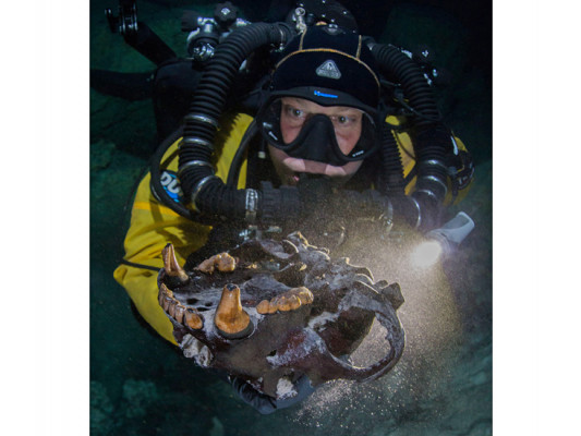 Череп гигантского медведя найден в подводной пещере