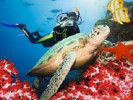 Лучшие места для дайвинга с морскими животными