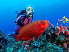 Подводные экспедиции в тропических рифах: изучение экосистем и видового разнообразия