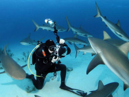 Подводные фотоэкспедиции для изучения морских хищников и их поведения