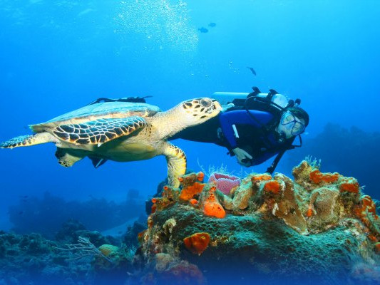 Морской дайвинг с китами