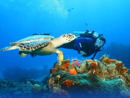 Морський дайвінг із черепахами
