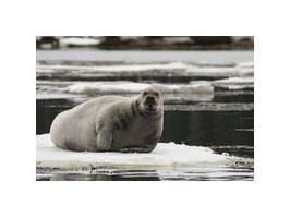 На поиски тюленей. Белое море