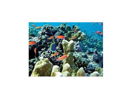 Снорклинг на Занзибаре