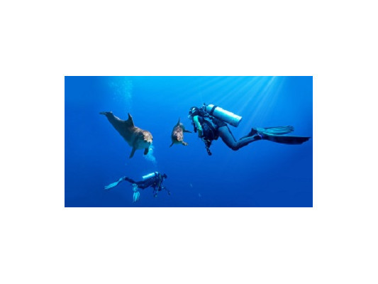 Что лучше: фридайвинг или дайвинг