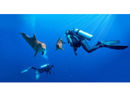 Что лучше: фридайвинг или дайвинг