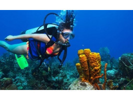 Дайвінг у Карибському морі