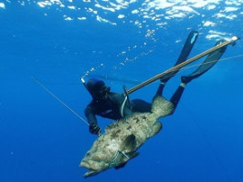 Обзор подводной охоты на Бали