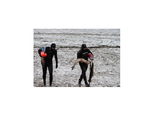 Как правильно заниматься подводной охотой в паре