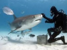 Обзор дайвинга на Багамских островах