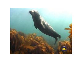 Животный мир Баренцева моря. Тюлени.