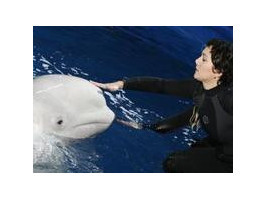День світського дельфіна