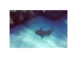 В Карибском море замечена акула с ножом в голове