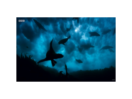 BBC выпускает новый документальный телесериал о морях и океанах