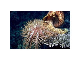Рог тритона защитит Большой барьерный риф от хищных морских звезд