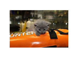 Распродажа подводных котов